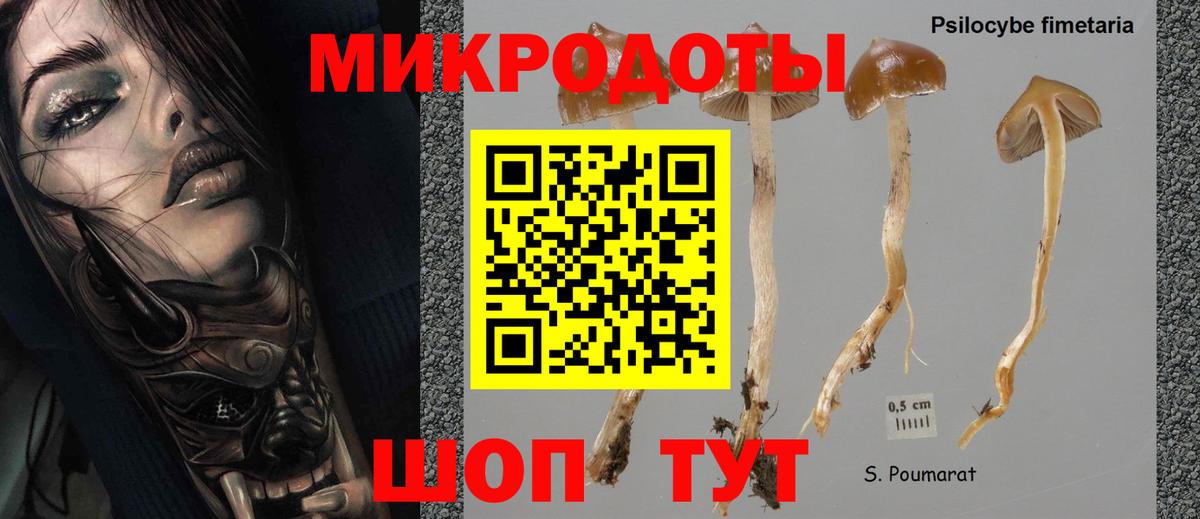 Псилоцибиновые грибы Psilocybine cubensis Печора